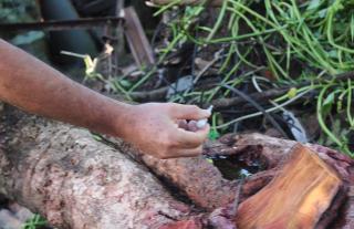 Salud insta a la población de San Miguelito a eliminar criaderos del mosquito Aedes aegypti, 