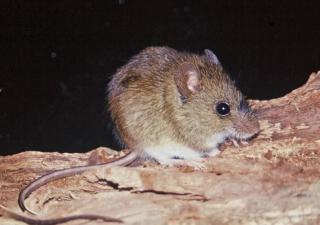Región de Salud de Veraguas intensifica vigilancia epidemiológica por casos de hantavirus