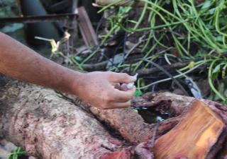 Salud insta a la población de San Miguelito a eliminar criaderos del mosquito Aedes aegypti, 